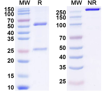 Human CIITA Monoclonal Antibody