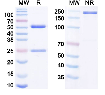 Human CD35/CR1 Monoclonal Antibody