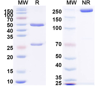 Human CA9 Monoclonal Antibody