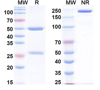 Human CD134/TNFRSF4/OX40 Monoclonal Antibody