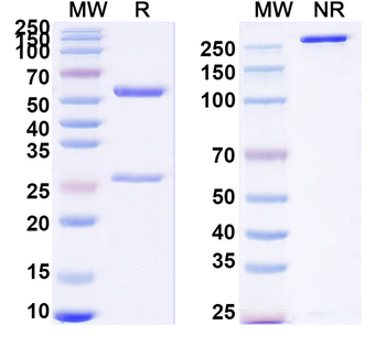 Human CD134/TNFRSF4/OX40 Monoclonal Antibody