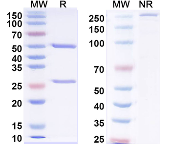 Human CD31/PECAM1 Monoclonal Antibody