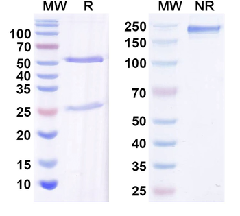 Human CD31/PECAM1 Monoclonal Antibody