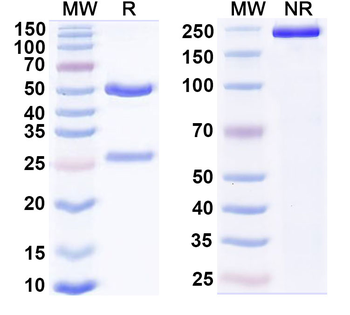 Human SH2D1A Monoclonal Antibody