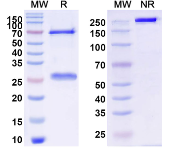 Human SLC6A4 Monoclonal Antibody