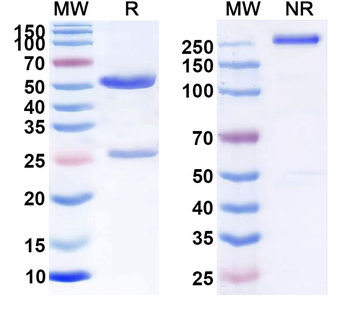 Human SLC6A4 Monoclonal Antibody