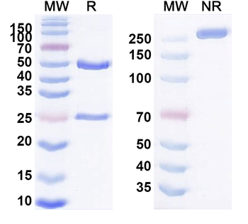 Human PTH Monoclonal Antibody
