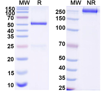 Human HLA-DRB1 Monoclonal Antibody