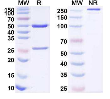 Human ADAMTS1 Monoclonal Antibody