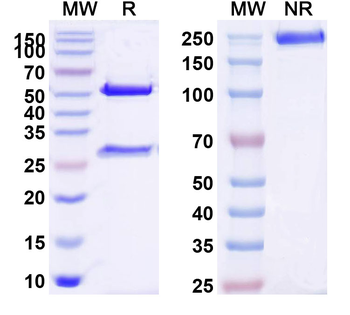 Human CDH17 Monoclonal Antibody