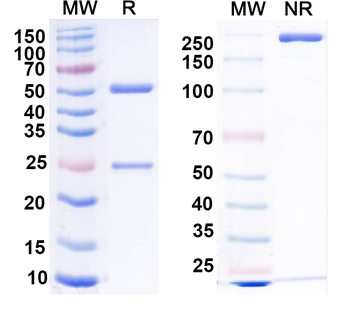 Human CDH17 Monoclonal Antibody
