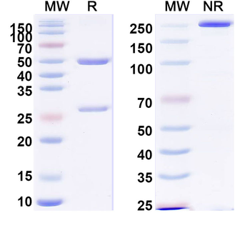 Human CD90/THY1 Monoclonal Antibody