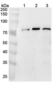 LRCH4 Polyclonal Antibody