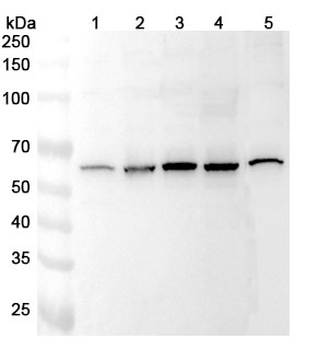 ARIH2 Polyclonal Antibody