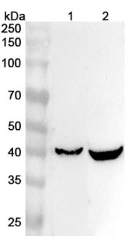 PPP1R8 Polyclonal Antibody