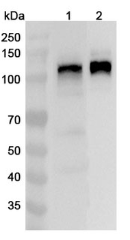 Human MAP1S Polyclonal Antibody