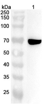 NDC80/HEC1 Polyclonal Antibody