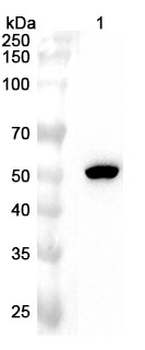 CYP11A1 Polyclonal Antibody