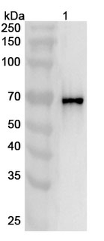 KRT1 Polyclonal Antibody