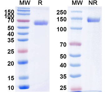 Research Grade Aflibercept Antibody