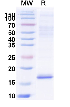 Castor bean Ricin Nanobody Antibody