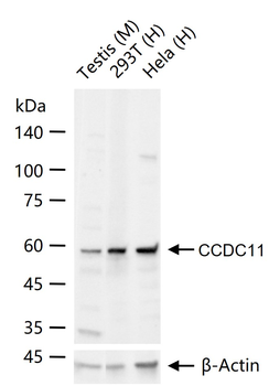 CCDC11 Rabbit Polyclonal Antibody