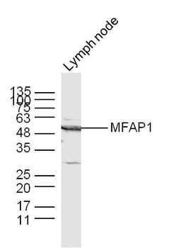 MFAP1 Rabbit Polyclonal Antibody