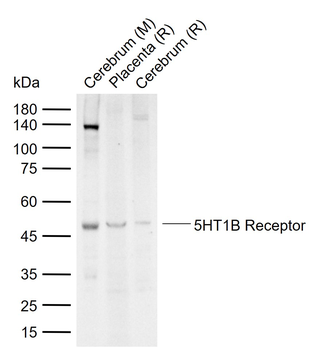 5HT1B Receptor Rabbit Polyclonal Antibody