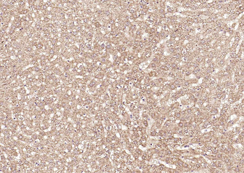 Frizzled 5 Rabbit Polyclonal Antibody