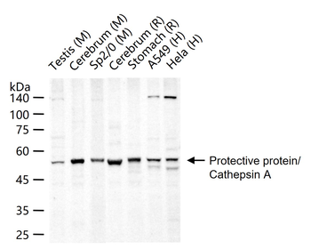 Protective protein/Cathepsin A Rabbit Polyclonal Antibody