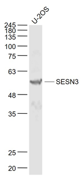 SESN3 Rabbit Polyclonal Antibody