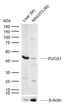 FUCA1 Rabbit Polyclonal Antibody