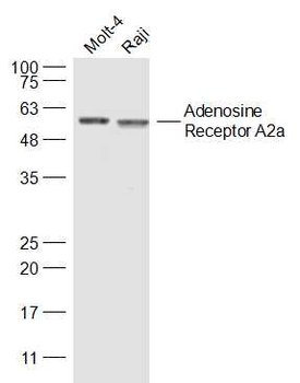 Adenosine Receptor A2a Rabbit Polyclonal Antibody