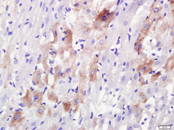 Rab3A+Rab3B+Rab3C+Rab3D Rabbit Polyclonal Antibody