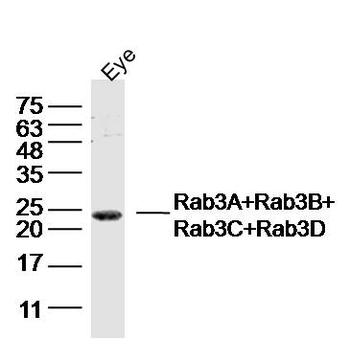 Rab3A+Rab3B+Rab3C+Rab3D Rabbit Polyclonal Antibody