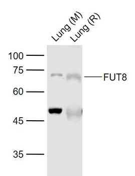 FUT8 Rabbit Polyclonal Antibody