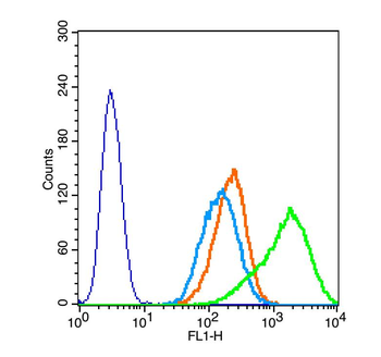 WDR16 Rabbit Polyclonal Antibody