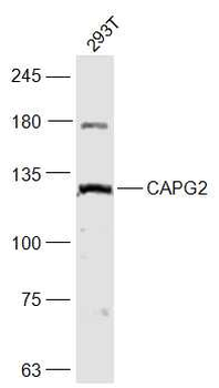 CAPG2 Rabbit Polyclonal Antibody