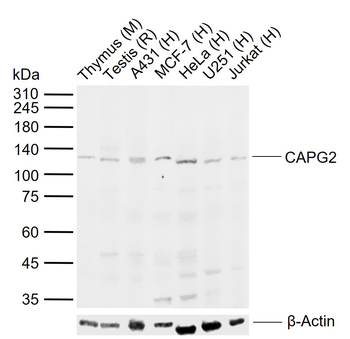 CAPG2 Rabbit Polyclonal Antibody