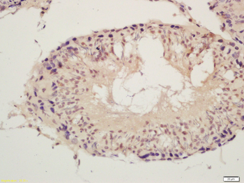 SPDYA Rabbit Polyclonal Antibody