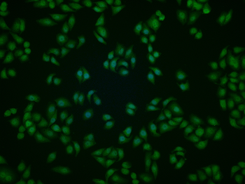 Plzf Rabbit Polyclonal Antibody