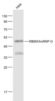 RBMX/hnRNP G Rabbit Polyclonal Antibody