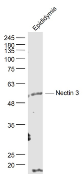 Nectin 3 Rabbit Polyclonal Antibody
