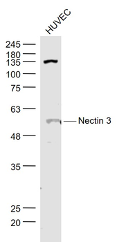 Nectin 3 Rabbit Polyclonal Antibody