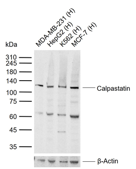 Calpastatin Rabbit Polyclonal Antibody