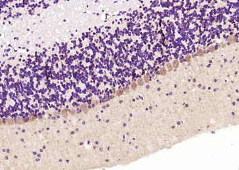 OCIAD1 Rabbit Polyclonal Antibody