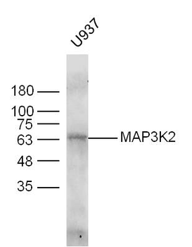 MAP3K2 Rabbit Polyclonal Antibody