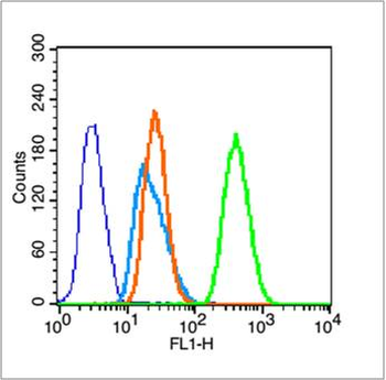 Alpha smooth muscle Actin Rabbit Polyclonal Antibody