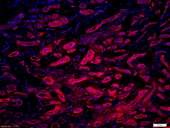 Myosin light chain (phospho S20) Rabbit Polyclonal Antibody