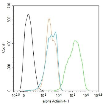 Alpha Actinin 4 Rabbit Polyclonal Antibody